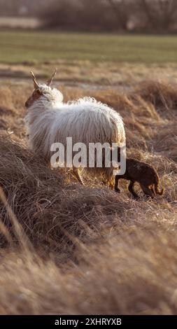 Die ungarische Racka Mutter Schaf mit ihrem Lamm auf einem Feld Stockfoto