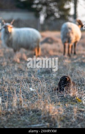 Die ungarische Racka Mutter Schaf mit ihrem Lamm auf einem Feld Stockfoto