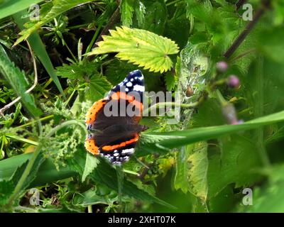 Ein roter Admiral-Schmetterling, Vanessa atalanta, der auf einem Blatt ruht. Stockfoto