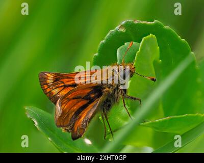 Ein großer Skipper-Schmetterling, Ochlodes sylvanus, auf einem Blatt. Stockfoto