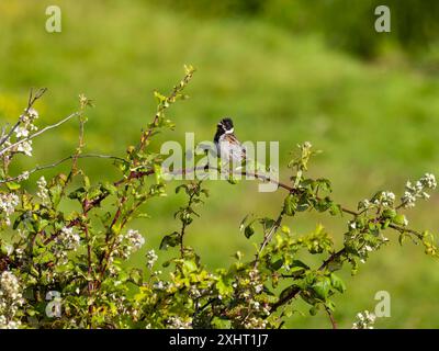 Ein männlicher, gemeiner Schilfblatt, Emberiza schoeniclus, singt von einem Barsch. Stockfoto