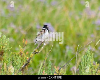 Ein männlicher, gemeiner Schilfblatt, Emberiza schoeniclus, singt von einem Barsch. Stockfoto