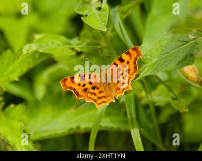 Ein Komma-Schmetterling, Polygonia C-Album, auf einem Blatt ruht. Stockfoto