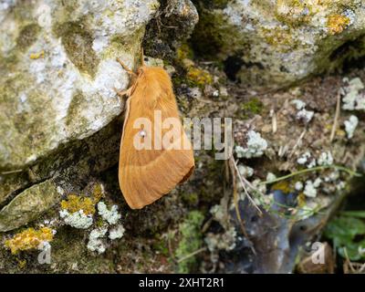 Lasiocampa quercus, eine Eichen-Eiermotte, die auf einer Wand ruht. Stockfoto