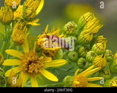 Rhagonycha fulva, ein gewöhnlicher Roter Soldat-Käfer, auch irrtümlicherweise als Blutsauger oder Hogweed Bonking Käfer bekannt. Stockfoto