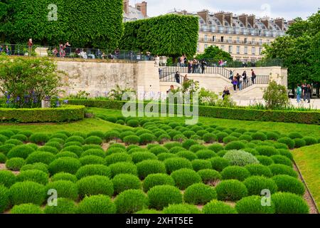 Lavendelpflanzen, Jardin des Tuileries, Paris, Frankreich, Europa Stockfoto
