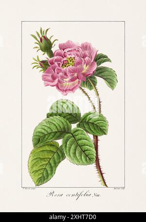 Vintage botanische Blume Illustration aus einem französischen Buch aus dem 19. Jahrhundert, das nützliche und dekorative Pflanzen zeigt. Stockfoto
