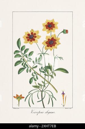 Vintage botanische Blume Illustration aus einem französischen Buch aus dem 19. Jahrhundert, das nützliche und dekorative Pflanzen zeigt. Stockfoto