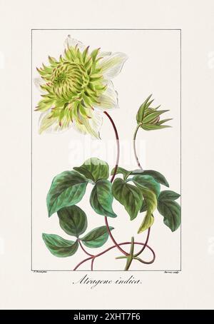 Vintage botanische Blume Illustration aus einem französischen Buch aus dem 19. Jahrhundert, das nützliche und dekorative Pflanzen zeigt. Stockfoto