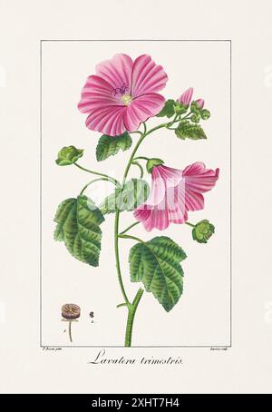 Vintage botanische Blume Illustration aus einem französischen Buch aus dem 19. Jahrhundert, das nützliche und dekorative Pflanzen zeigt. Stockfoto