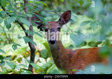 Der Weißschwanzhirsch (Odocoileus virginianus), auch bekannt als der Weißschwanzhirsch oder Virginia-Hirsch Stockfoto