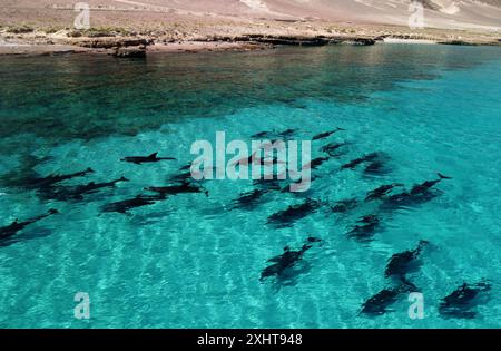 Spinnerdelfine (Stenella longirostris) an der Küste von Socotra Stockfoto