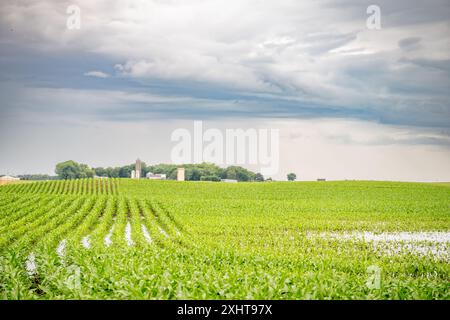 Entfernte, feuchte und schlammige Reihen in einem Maisfeld nach einem Regenregen. Stockfoto