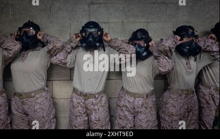 Rekruten der Bravo Company, 1. Rekruten-Ausbildungsbataillon, absolvieren die Gaskammer während der Ausbildung zur chemischen, biologischen, radiologischen und nuklearen Verteidigung im Marine Corps Recruit Depot Parris Island, S.C., 15. Juli 2024. Rekruten werden CS-Gas ausgesetzt, um sich mit der Verwendung ihrer Gasmasken vertraut zu machen. (Foto des U.S. Marine Corps von Lance CPL. Ayden Cassano) Stockfoto