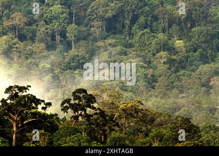 Der Kalimantan-Regenwald wird vom Dorf Nanga Raun in Kalis, Kapuas Hulu, West Kalimantan, Indonesien, fotografiert. Stockfoto