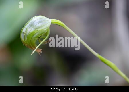 Australische nickende Greenhood Orchidee in Blume Stockfoto