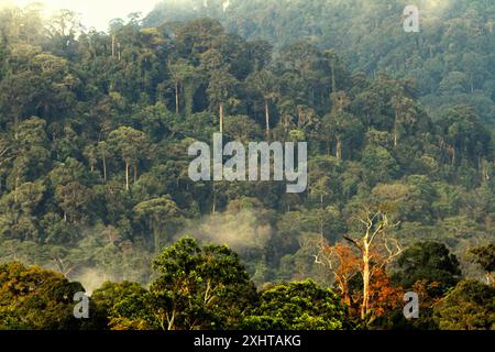 Der Kalimantan-Regenwald wird vom Dorf Nanga Raun in Kalis, Kapuas Hulu, West Kalimantan, Indonesien, fotografiert. Stockfoto