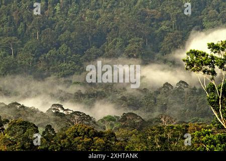 Der Kalimantan-Regenwald wird vom Dorf Nanga Raun in Kalis, Kapuas Hulu, West Kalimantan, Indonesien, fotografiert. Stockfoto