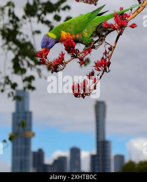 Der Schotia-Vogel zieht einen Baum in den Royal Botanic Gardens Melbourne, Australien an. Stockfoto