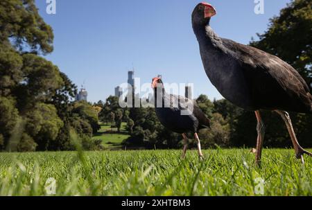 Royal Botanic Gardens Melbourne, Australien. Sumpfvogel, der über Gras läuft, mit Skyline im Hintergrund. Stockfoto