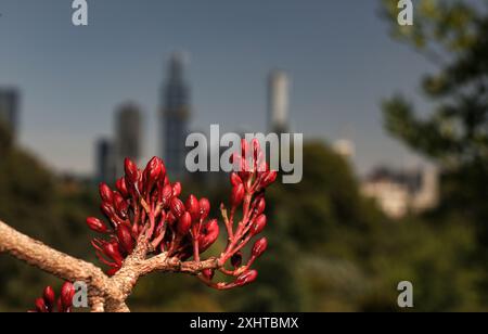 Der Schotia-Vogel zieht einen Baum in den Royal Botanic Gardens Melbourne, Australien an. Stockfoto