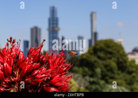 Schotia Vogel und Insekten anziehender Baum in den Royal Botanic Gardens Melbourne, Australien. Stockfoto