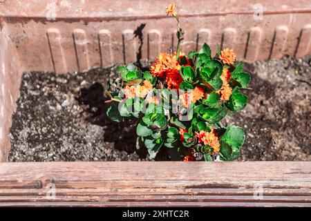 Kleine Orangenblüte, die in einem Topf mit Schmutz wächst Stockfoto