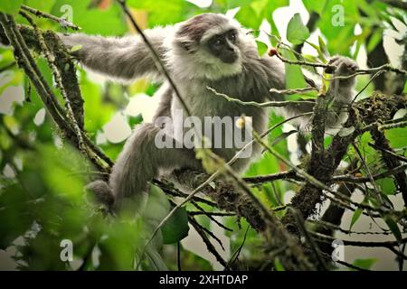 Ein Javaneigebon (Hylobates moloch, silbrig gibbon), der Früchte eines Feigenbaums im Gunung Halimun Salak National Park in West Java, Indonesien isst. Stockfoto