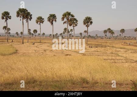 Felder mit Palmen, Bundesstaat Kaduna, Nigeria Stockfoto