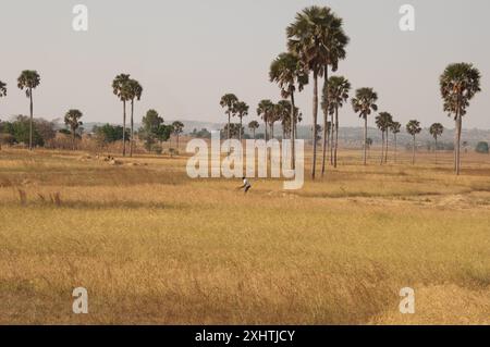 Felder mit Palmen, Bundesstaat Kaduna, Nigeria Stockfoto