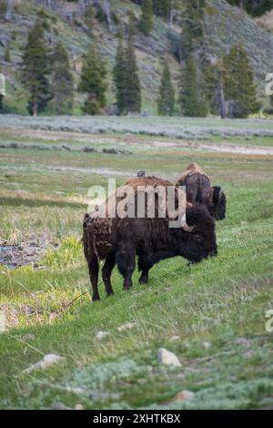 Bisons weiden auf grünem Gras im Yellowstone-Nationalpark mit Hügeln und Kiefern im Hintergrund Stockfoto