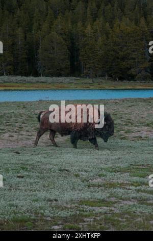 Bisons grasen auf grünem Gras im Yellowstone-Nationalpark, mit heißen Quellen und blauem Wasser im Hintergrund. Stockfoto