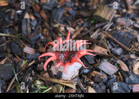 Aserbaidschan Rubra, Anemone Stinkhorn. Seesternpilz, Seesternpilz im Baummulch Stockfoto