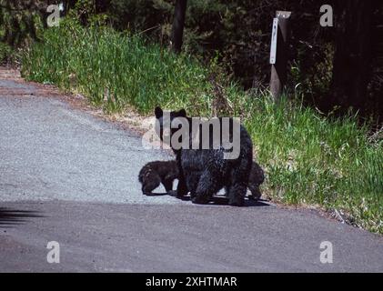 Zwei amerikanische Schwarzbärenjunge, die auf der Straße des Yellowstone-Nationalparks mit Mama interagieren. Stockfoto