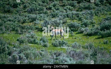 Im Yellowstone-Nationalpark sind Sie auf der Suche nach Essen an einem sonnigen Tag. Stockfoto