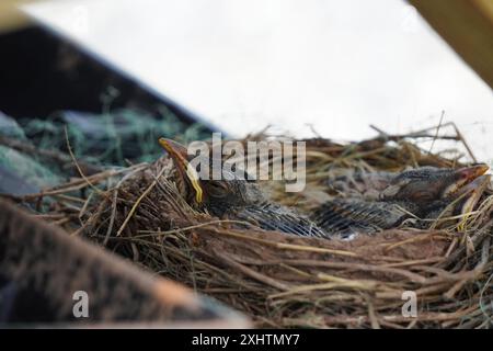 Robin Hatchling Stockfoto