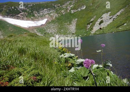 REGION ZAKARPATTIEN, UKRAINE - 14. JULI 2024 - der höchste Bergsee der Ukraine, Brebeneskul, wo trotz der Temperatur von 35°C der Schnee noch nicht geschmolzen ist, im Karpaten-Biosphärenreservat, Bezirk Rakhiv, Region Zakarpattien, Westukraine Stockfoto