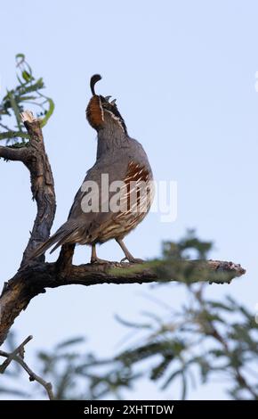 Männliche Gambel's Quail in Tree hebt den Kopf und ruft das Morgenlicht im Tucson Audubon Mason Center, einem Naturschutzgebiet in der Wüste in Arizona Stockfoto