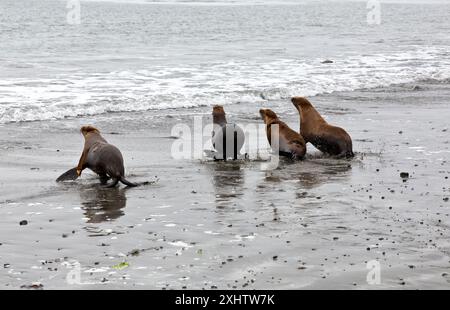 Freisetzen rehabilitierter Seelöwen 'Eumetopias jubatus', Eindringen in oasstales Wasser, Northcoast Marine Mammal Center, Del Norte County, Kalifornien. Stockfoto