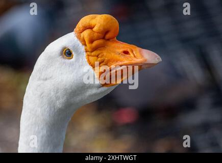 Chinesische Gans Stockfoto