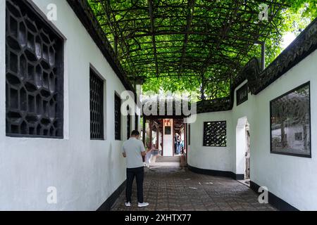 Shanghai, China - 06. Juni 2024 : Ein Mann spaziert durch den Yu-Garten in Shanghai, China, unter einem Spalier üppiger grüner Weinstöcke. Die weißen Wände und Intri Stockfoto