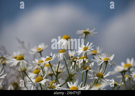 Eine Nahaufnahme wunderschöner Kamillenblüten, die auf einem sonnigen Feld blühen und ihre weißen Blüten und gelben Zentren zeigen. Stockfoto