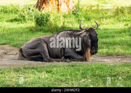 Gnus, seltenes Exemplar im südlichen Afrika, schüchtern, aber gleichzeitig neugierig zu wissen, wer um ihn herum ist Stockfoto