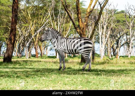 Plains Zebra Equus Quagga in einem Wald im Lake Nakuru National Park, Kenia Stockfoto