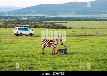 zebra steht in Savannenwiesen mit Hintergrund eines Safari-Touristenwagens im Masai Mara National Reserve Kenia Stockfoto