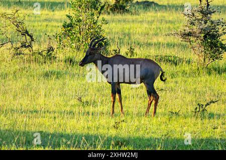 Topi Antilope Damaliscus lunatus, Kenia. Eine Antilope steht auf dem grünen Gras in der afrikanischen Savanne. Stockfoto