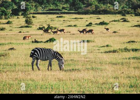 Viele Zebras fressen Gras auf einem Feld vor dem Hintergrund eines grünen Waldes. Samburu-Nationalpark, Kenia, Afrika Stockfoto