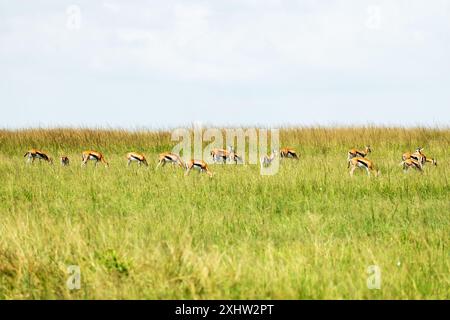 Wunderschöne Impala Antilope auf der Savanne. Impala im Tarangire Nationalpark, Tansania Afrika Stockfoto