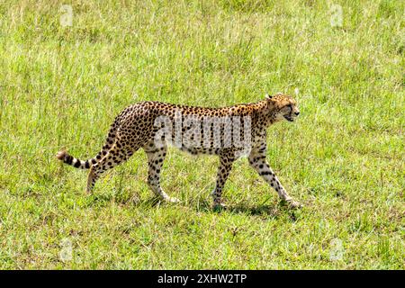 Leopard in der Serengeti-Savanne - Nationalpark in Tansania, Afrika, Panorama der wilden Tiere Stockfoto