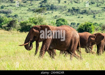 Afrikanischer Elefant wandert allein durch hohe, trockene Gräser, mit üppigen, grünen Bäumen im Hintergrund, unter dem hellen Himmel von Kenia, Afrika. Stockfoto